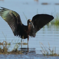 Ibis kasztanowaty - Plegadis falcinellus - Glossy Ibis