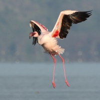 Flaming mały - Phoeniconaias minor - Lesser Flamingo