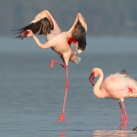 Flaming mały - Phoeniconaias minor - Lesser Flamingo