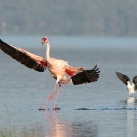 Flaming mały - Phoeniconaias minor - Lesser Flamingo