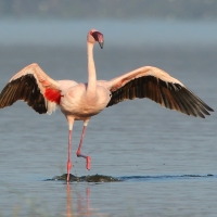 Flaming mały - Phoeniconaias minor - Lesser Flamingo