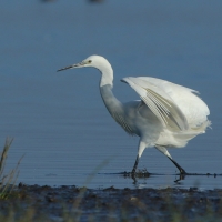 Czapla nadobna - Egretta garzetta - Little Egret