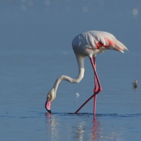 Flaming różowy - Phoenicopterus roseus - Greater Flamingo