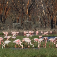 Flaming mały - Phoeniconaias minor - Lesser Flamingo