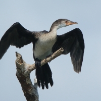 Kormoran etiopski - Microcarbo africanus - Reed Cormorant