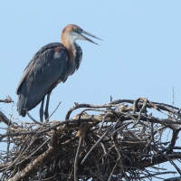 Czapla olbrzymia - Ardea goliath - Goliath Heron