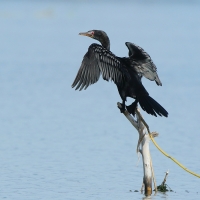 Kormoran etiopski - Microcarbo africanus - Reed Cormorant