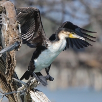 Kormoran etiopski - Microcarbo africanus - Reed Cormorant