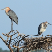 Czapla olbrzymia - Ardea goliath - Goliath Heron