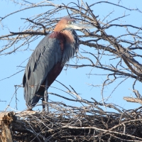 Czapla olbrzymia - Ardea goliath - Goliath Heron