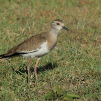 Czajka czarnoskrzydła - Vanellus melanopterus - Black-winged Lapwing
