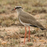 Czajka koroniasta - Vanellus coronatus - Crowned Lapwing