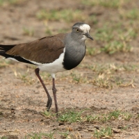 Czajka czarnoskrzydła - Vanellus melanopterus - Black-winged Lapwing