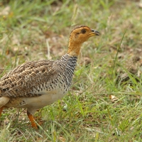 Frankolin jasnogłowy - Peliperdix coqui  - Coqui Francolin