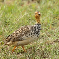 Frankolin jasnogłowy - Peliperdix coqui  - Coqui Francolin