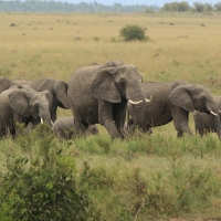 Słoń afrykański - Loxodonta africana -  African savanna elephant 