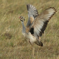 Dropik senegalski - Eupodotis senegalensis - White-bellied Bustard