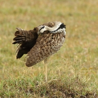 Dropik czarnobrzuchy - Lissotis melanogaster - Black-bellied Bustard
