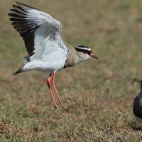 Czajka koroniasta - Vanellus coronatus - Crowned Lapwing