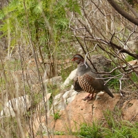 Góropatwa berberyjska - Alectoris barbara - Barbary Partridge