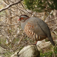 Góropatwa berberyjska - Alectoris barbara - Barbary Partridge
