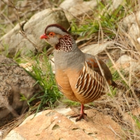 Góropatwa berberyjska - Alectoris barbara - Barbary Partridge