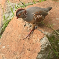 Góropatwa berberyjska - Alectoris barbara - Barbary Partridge
