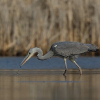 Czapla siwa - Ardea cinerea -Grey Heron