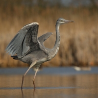 Czapla siwa - Ardea cinerea -Grey Heron