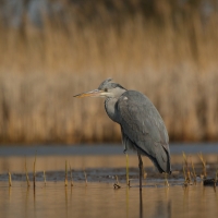 Czapla siwa - Ardea cinerea -Grey Heron
