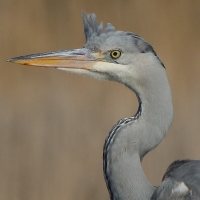 Czapla siwa - Ardea cinerea -Grey Heron