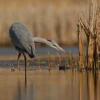 Czapla siwa - Ardea cinerea -Grey Heron