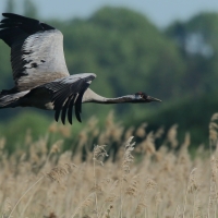 Żuraw - Grus grus - Common Crane