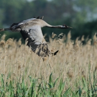 Żuraw - Grus grus - Common Crane