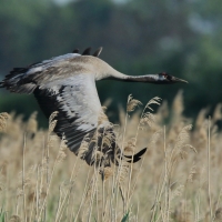Żuraw - Grus grus - Common Crane