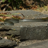 Zaskroniec - Natrix natrix - Grass snake