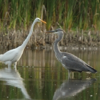 Czapla siwa - Ardea cinerea -Grey Heron