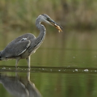 Czapla siwa - Ardea cinerea -Grey Heron