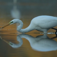 Czapla biała - Ardea alba - Western Great Egret