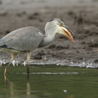 Czapla siwa - Ardea cinerea -Grey Heron