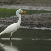 Czapla biała - Ardea alba - Western Great Egret