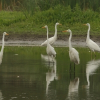 Czapla biała - Ardea alba - Western Great Egret