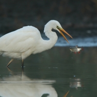 Czapla biała - Ardea alba - Western Great Egret