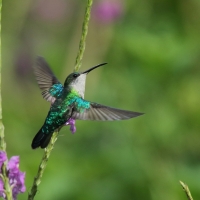 Widłogonek modrobrzuchy - Thalurania colombica - Crowned Woodnymph