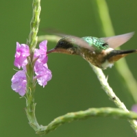 Sylfik czarnoczuby - Lophornis helenae - Black-crested Coquette