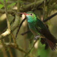 Szmaragdzik brązowosterny - Amazilia tzacatl - Rufous-tailed Hummingbird