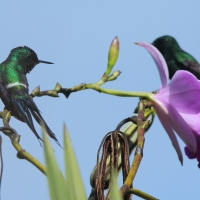 Kolcosterek zielony - Discosura conversii - Green Thorntail