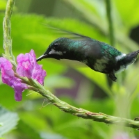 Kolcosterek zielony - Discosura conversii - Green Thorntail