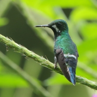 Kolcosterek zielony - Discosura conversii - Green Thorntail