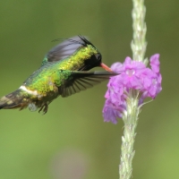 Sylfik czarnoczuby - Lophornis helenae - Black-crested Coquette